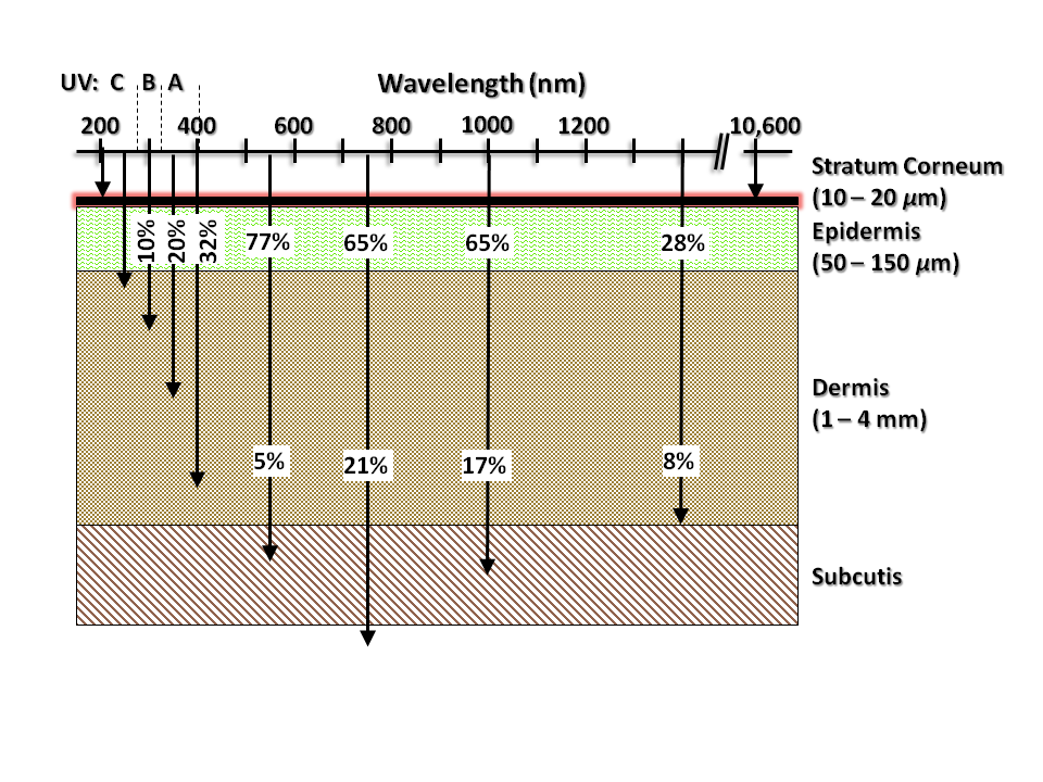 Biological effects of UV radiation,