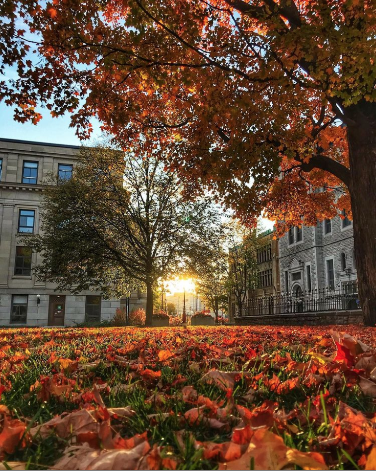 Sun shining through campus building with fallen leaves on the grass.