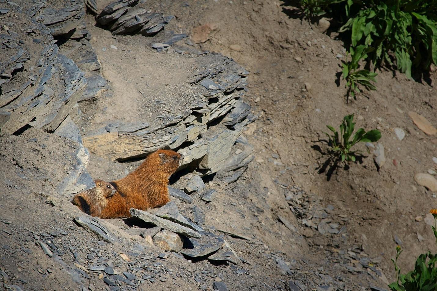 Groundhogs perched on a hill
