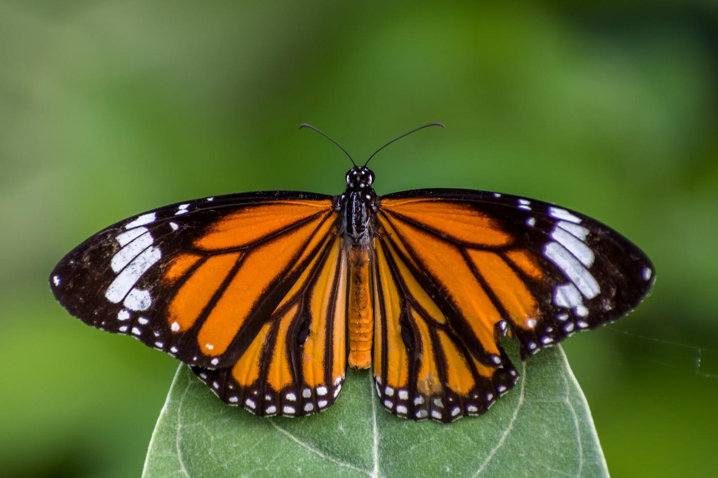 A monarch butterfly