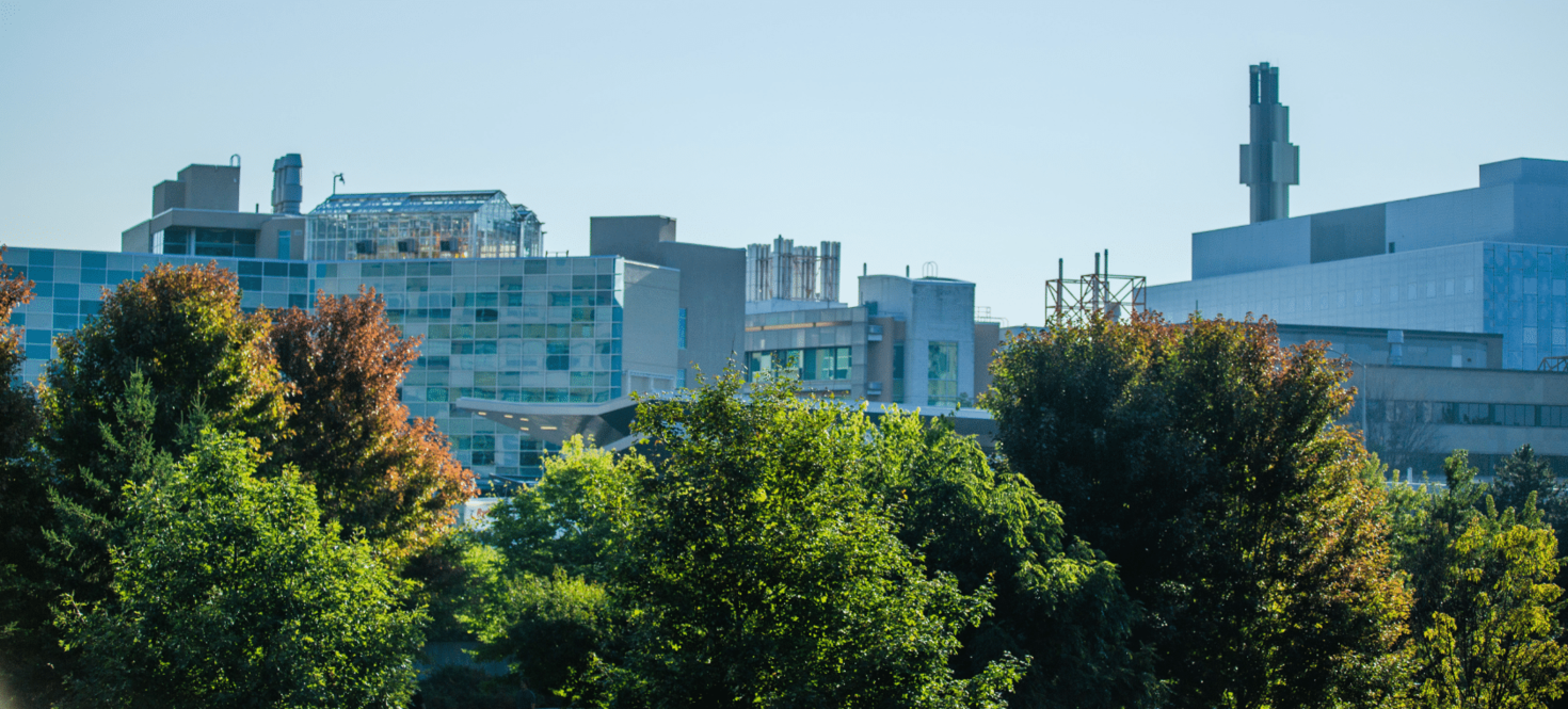 Trees on the University of Ottawa campus
