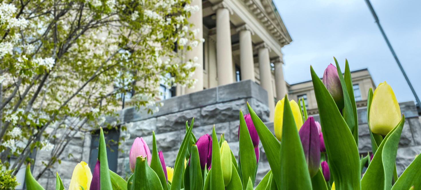 Tulips growing in front of Tabaret Hall