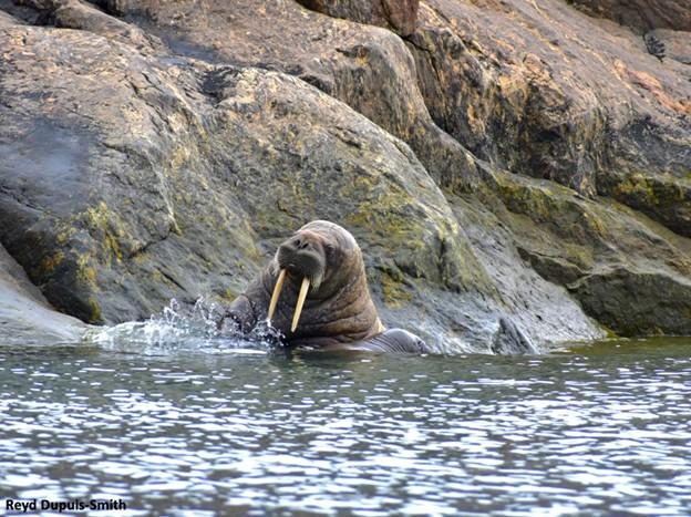 A walrus in the water – Photo: Reyd Dupuis-Smith