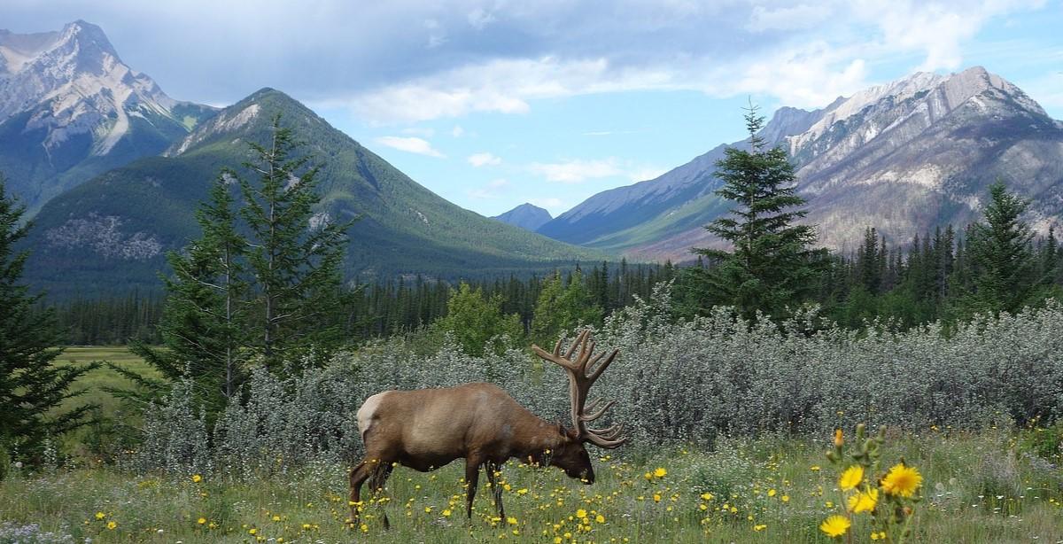 A caribou in a field with mountains in the back