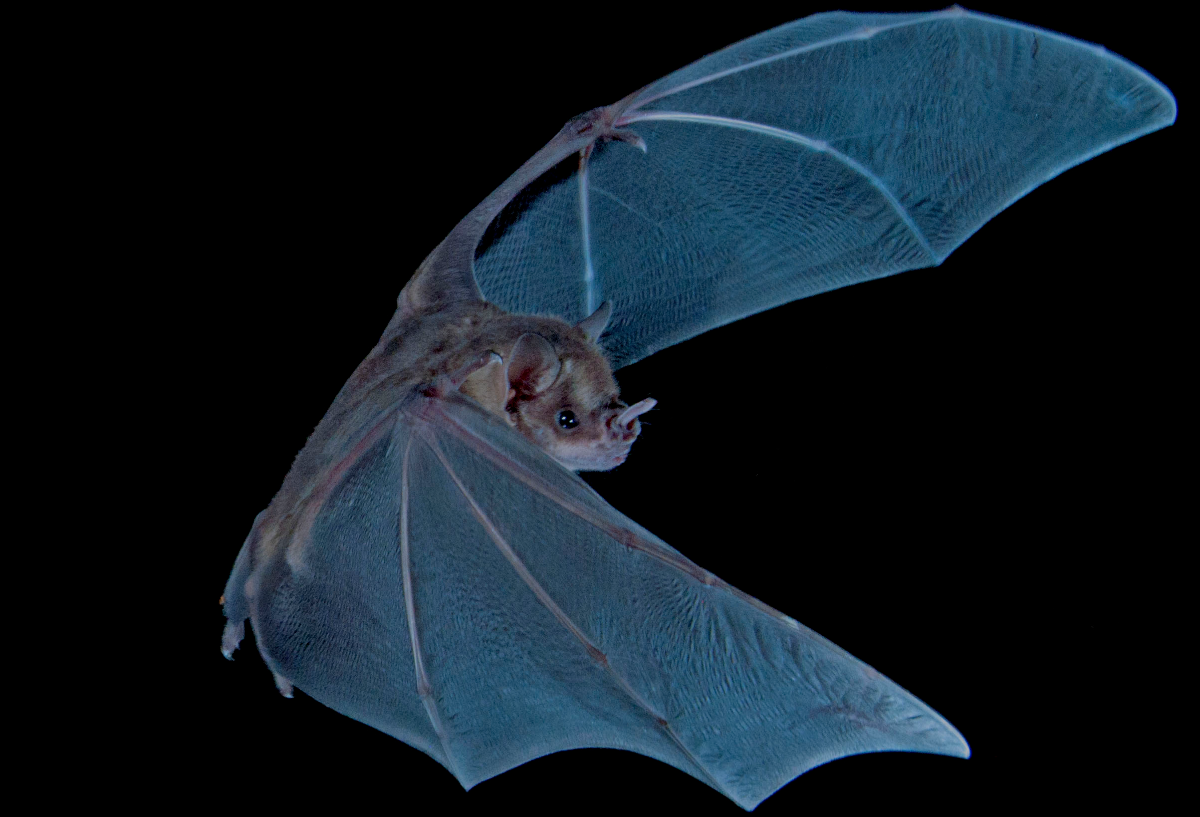 Jamaican fruit bat