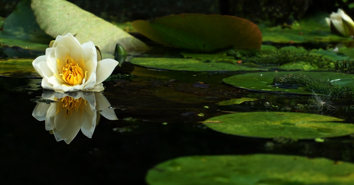 Waterlilly floating in a pond