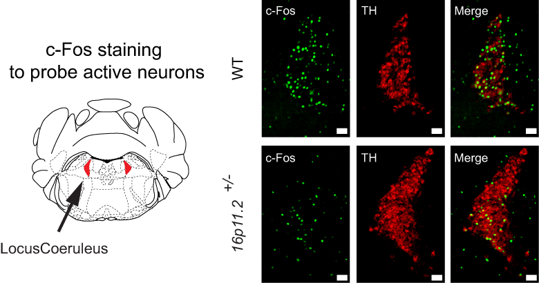Illustration related to findings
