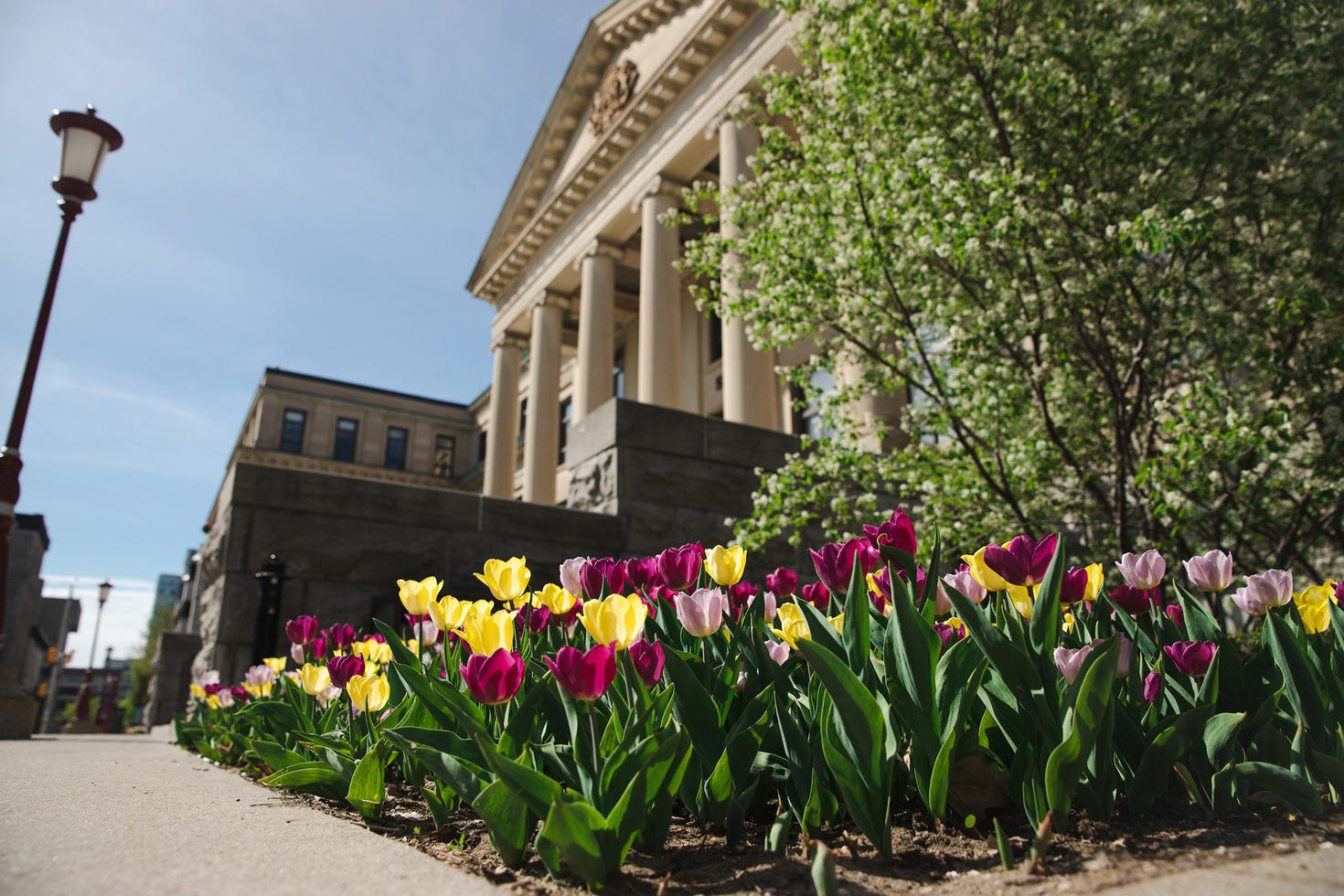 Tulips in front of Tabaret