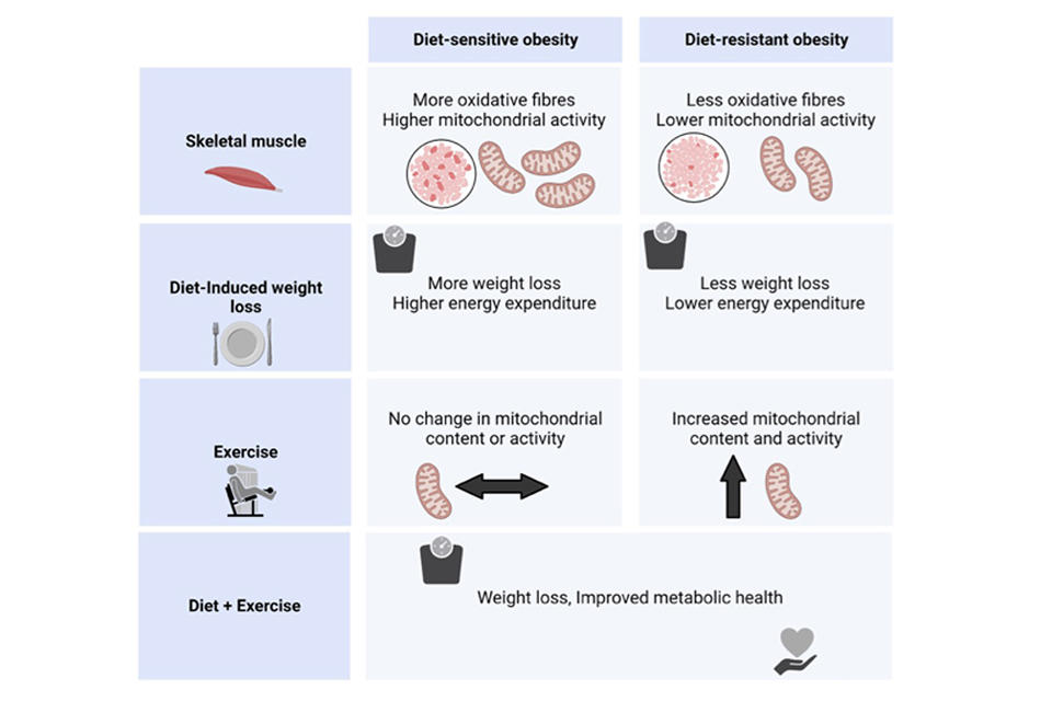 Diagramme du régime alimentaire et de l'exercice physique pour les phénotypes d'obésité.