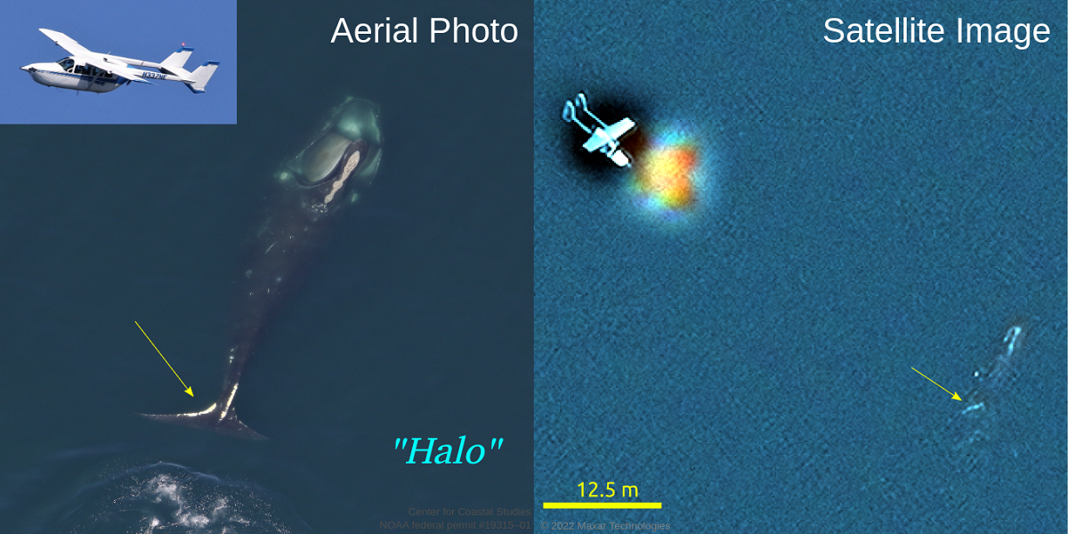 Comparaison côte à côte de "Ruffian" par photo aérienne et image satellite