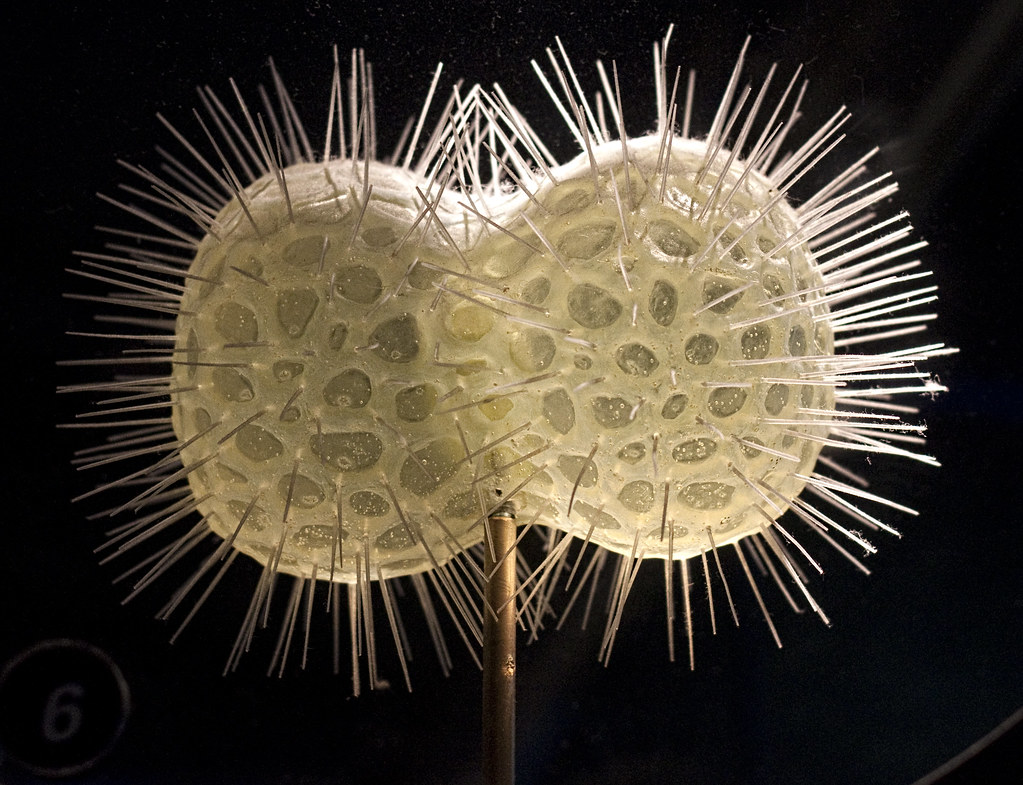 Modèle d’un radiolaire