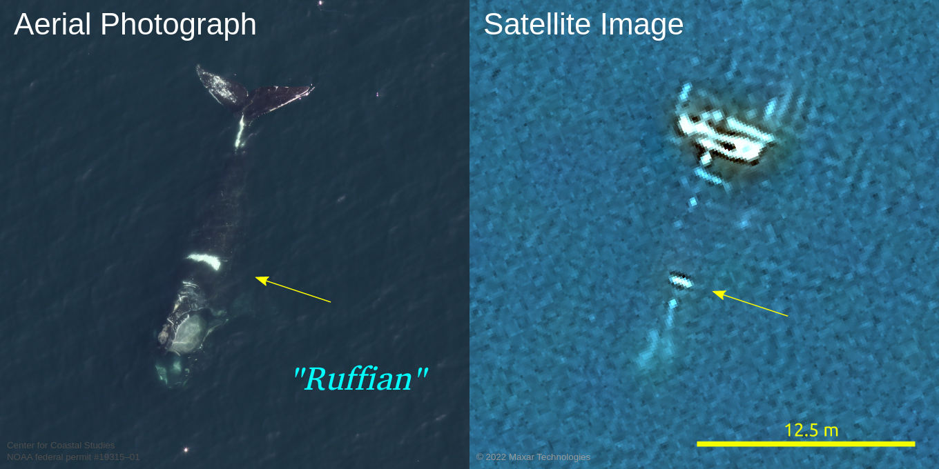 Images de baleine comparant une photographie aérienne à une image satellite