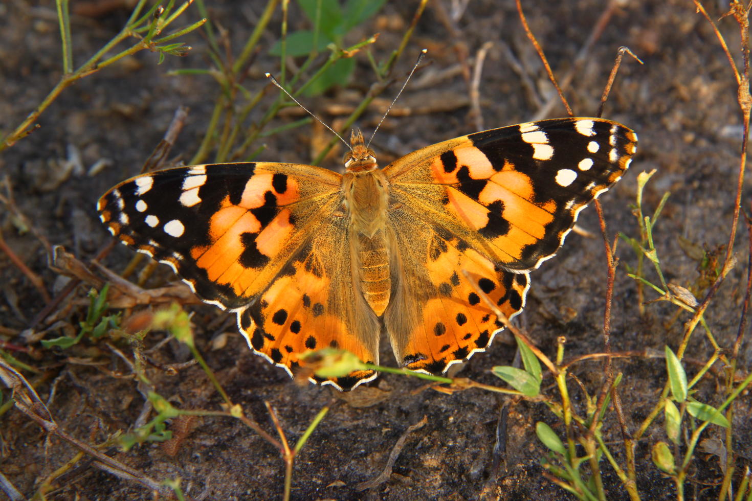 Papillon Vanessa cardui