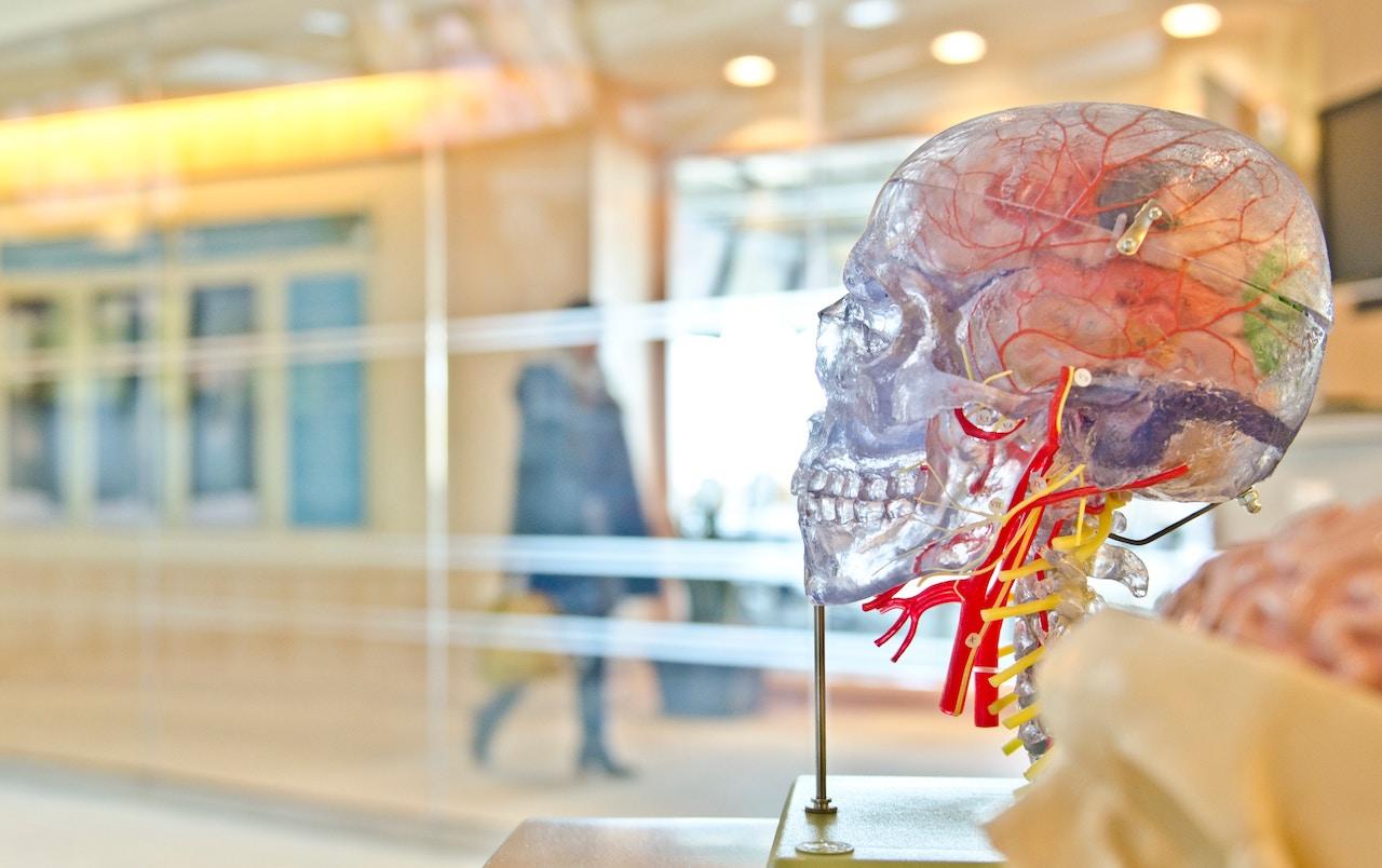 Crâne transparent pour étudier l'anatomie