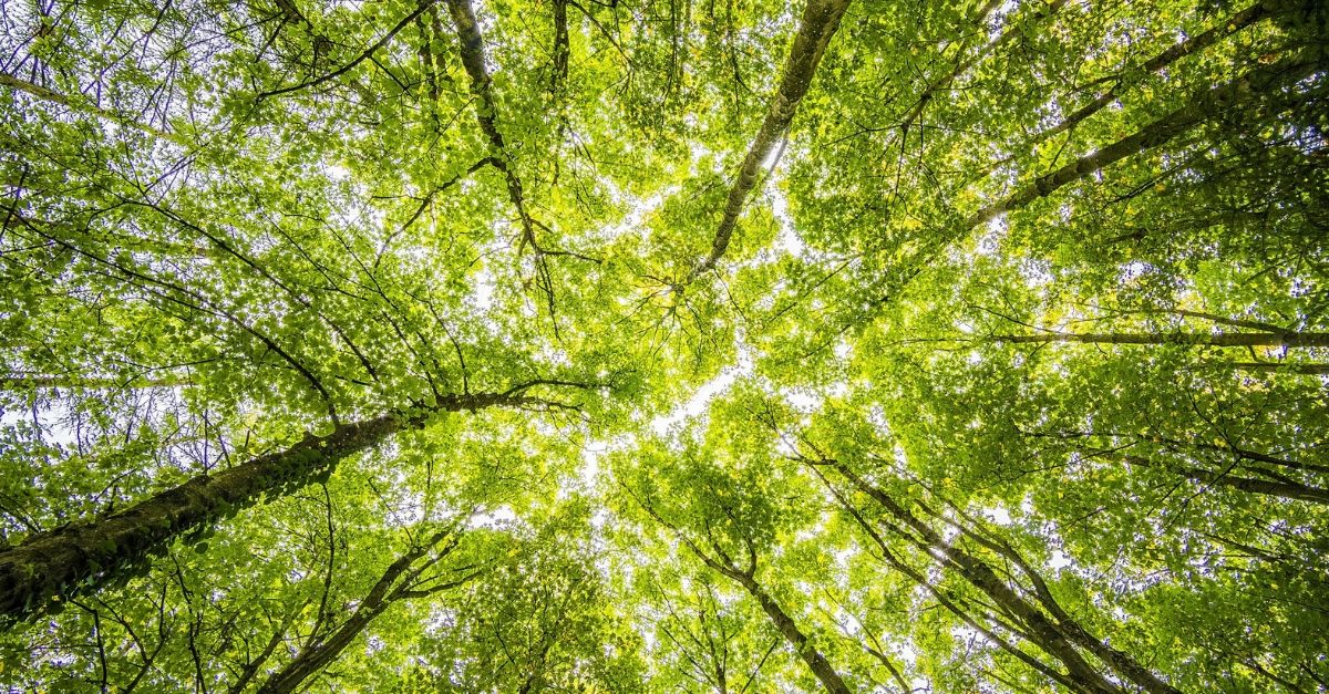 forêt
