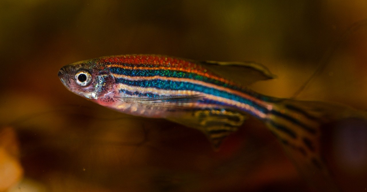 A zebrafish