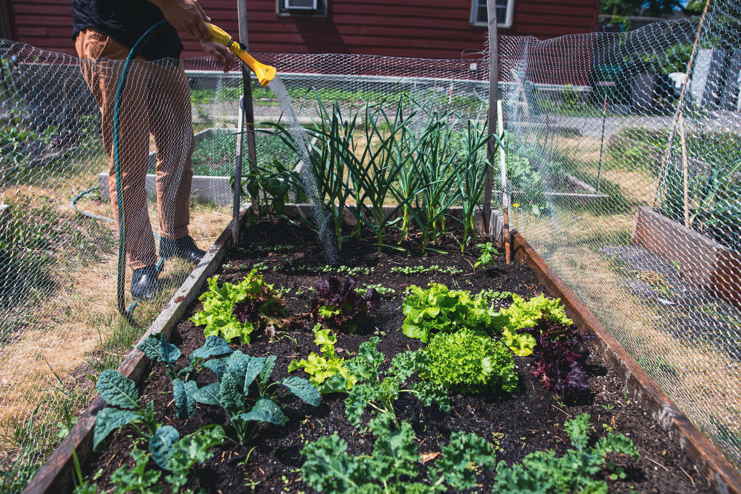 Vegetable garden on campus being watered. 