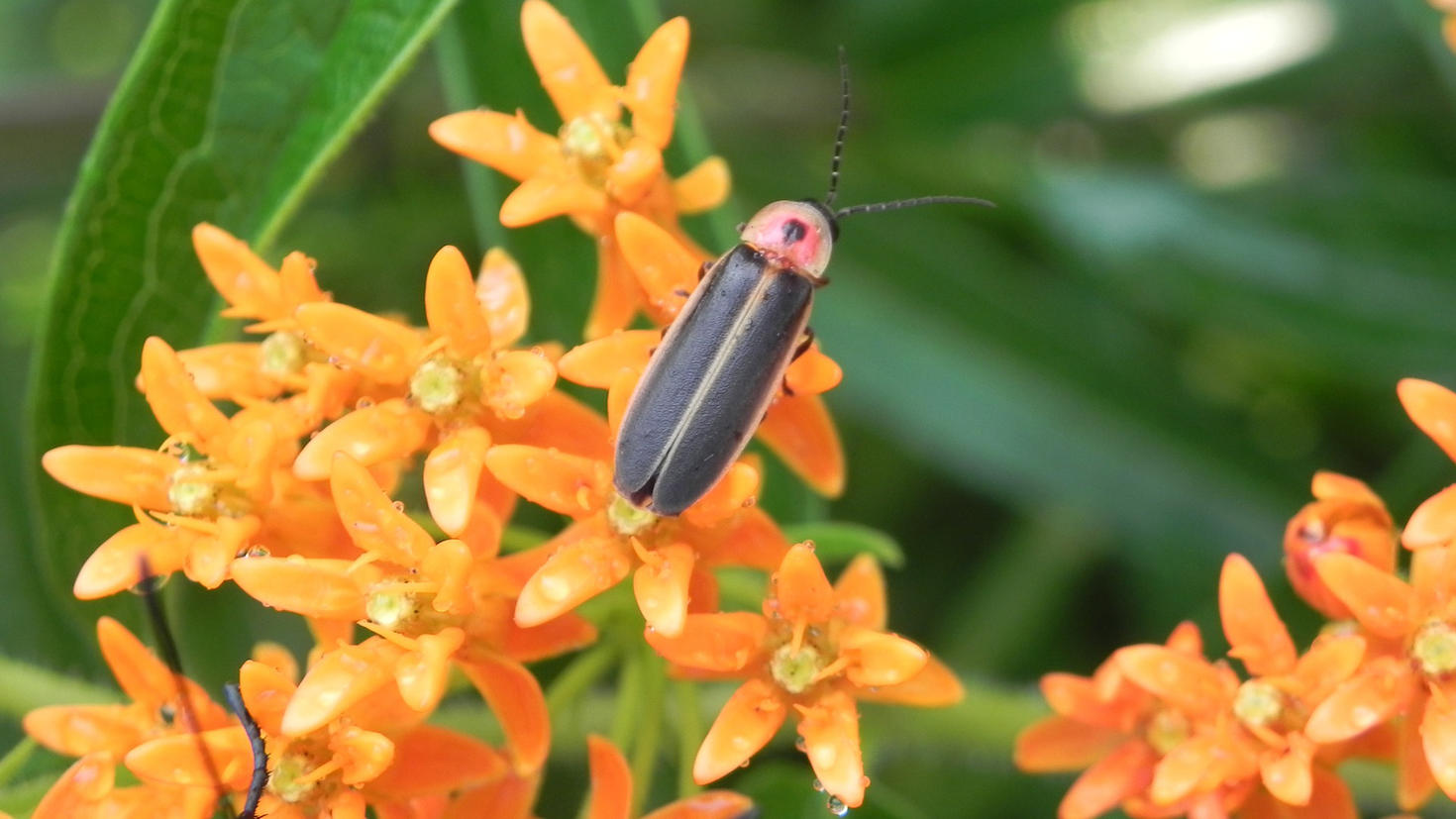 close up of a firefly with yellow flowers in background