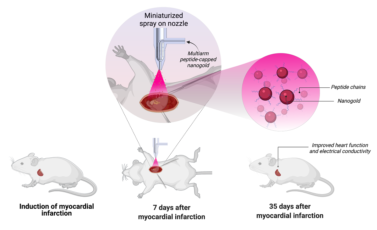 Diagram of miniature spray on mouse's heart