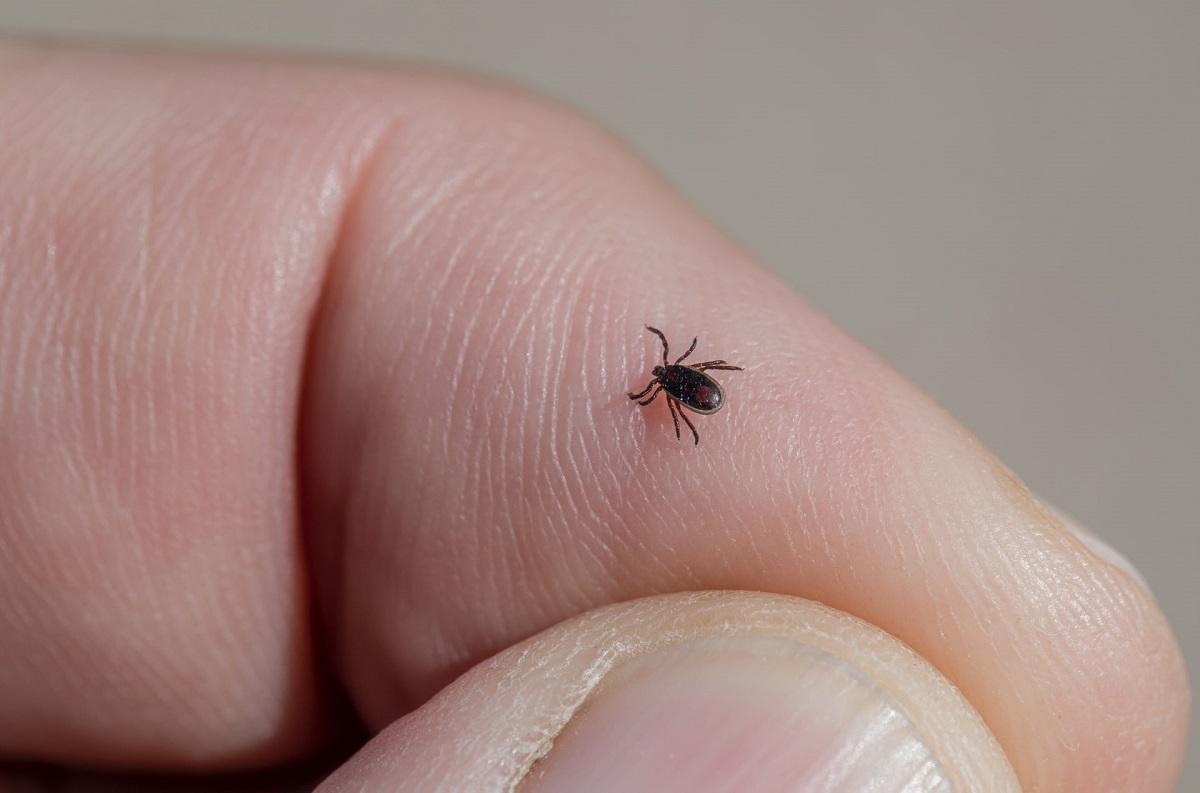 Tick on a finger