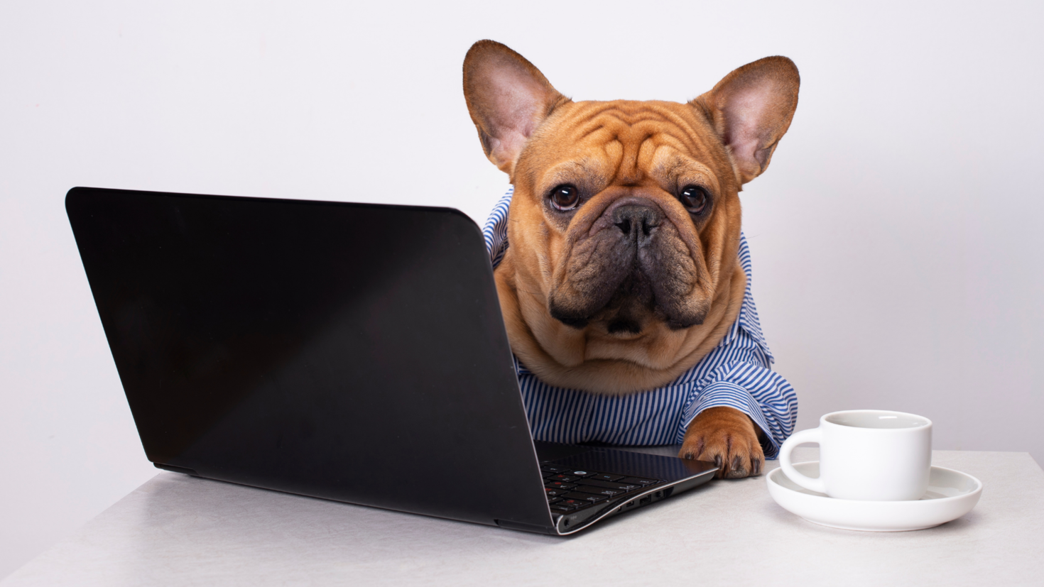 Dog in front of a computer