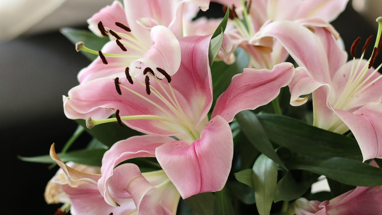 picture of flowers.