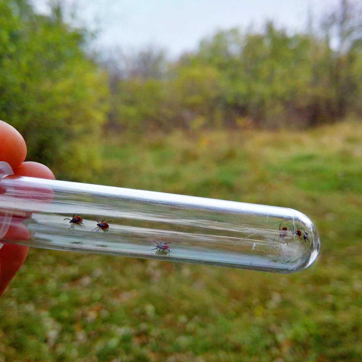 Hand holding test tube with ticks inside