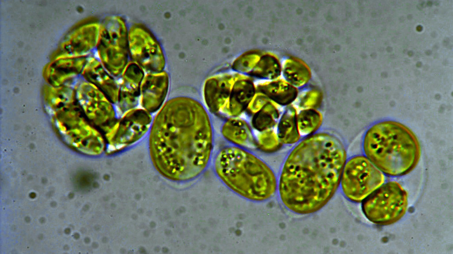 Polar algae under the microscope