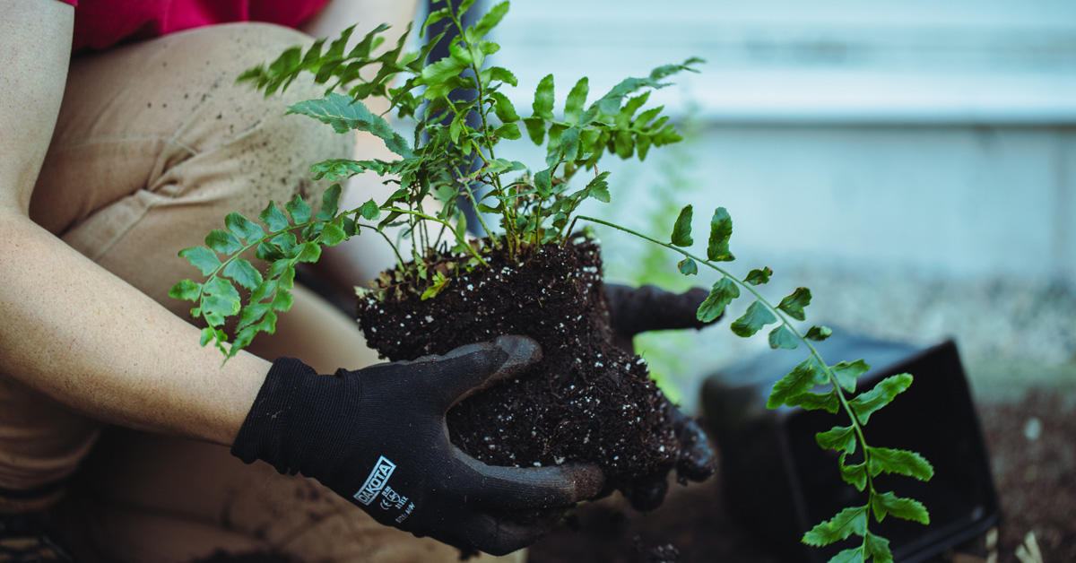 hands holding the soil and roots of fern plant in preparation of planting