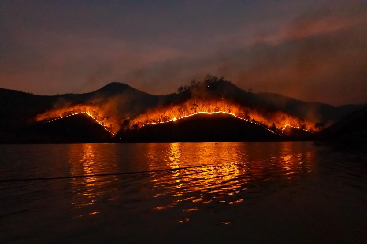 Blazing forest fires at night