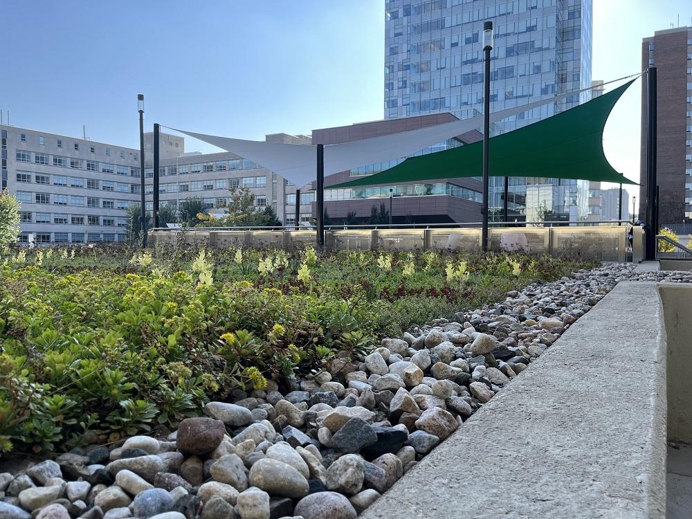 Green roof at Montpetit terrace