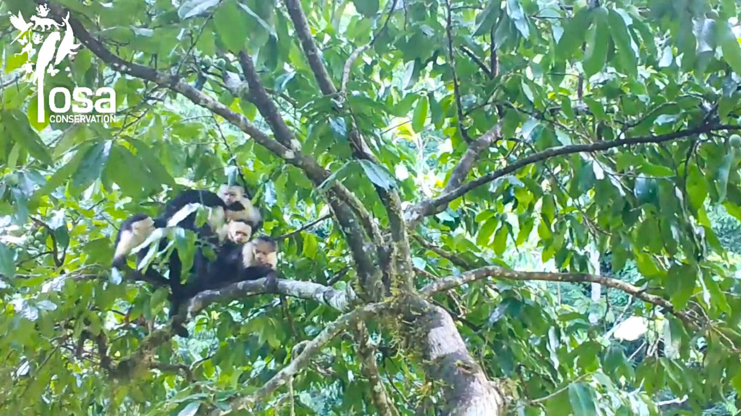 Capuchin monkeys rubbing their fur with the fruit of a tropical tree