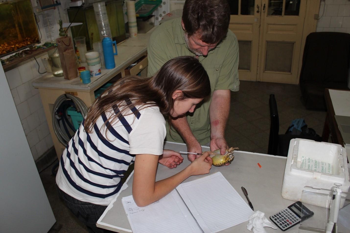 Dr. Carolina Salgado Costa injecting an Argentinian frog with Professor Trudeau’s AMPHIPLEX mixture of hormones. Copyright: Guillermo Natale