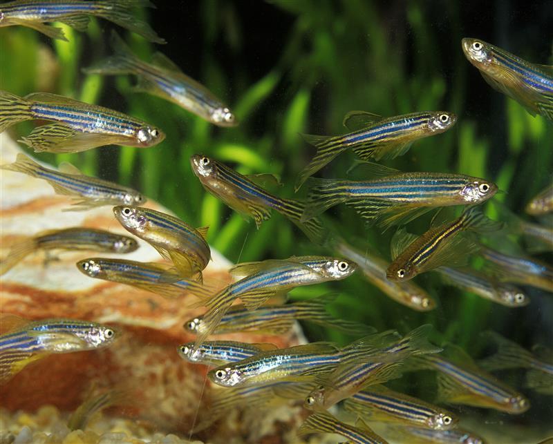Researchers discover new hormone that stimulates ovulation in zebrafish