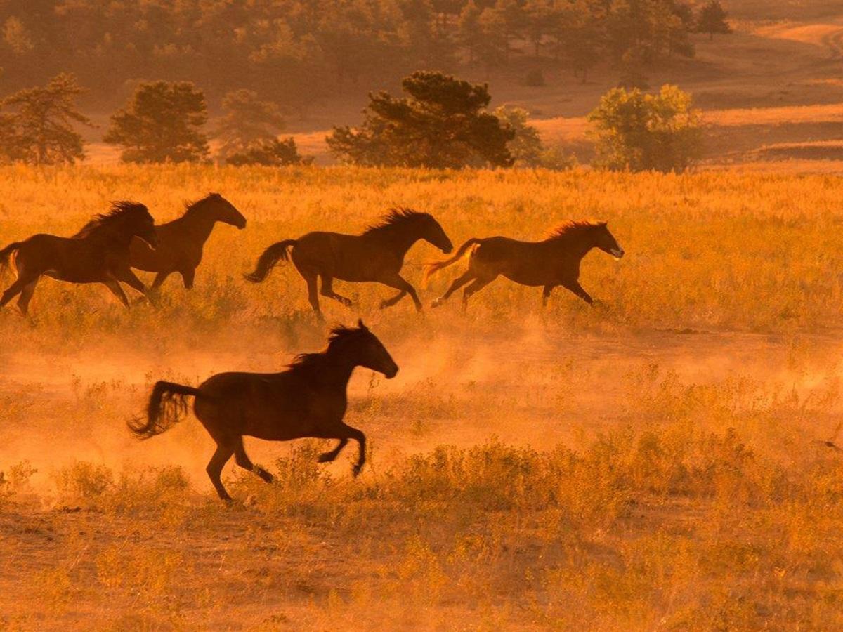 Wild horses running free at the Black Hills Wild Horse Sanctuary in South Dakota, USA.