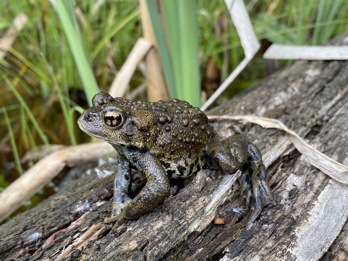 Western toad on a log