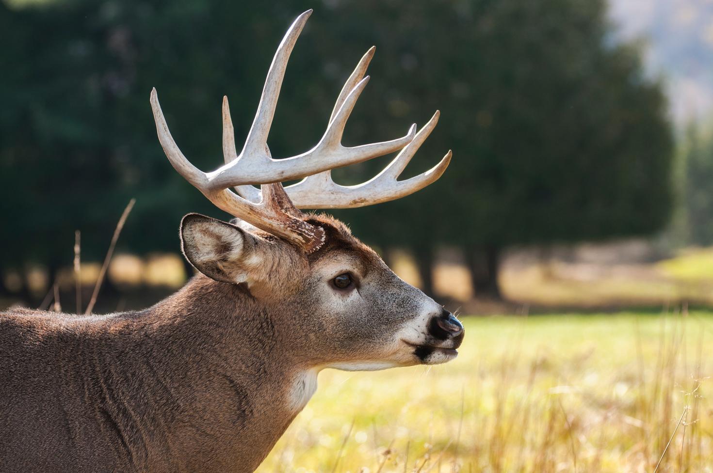 Deer