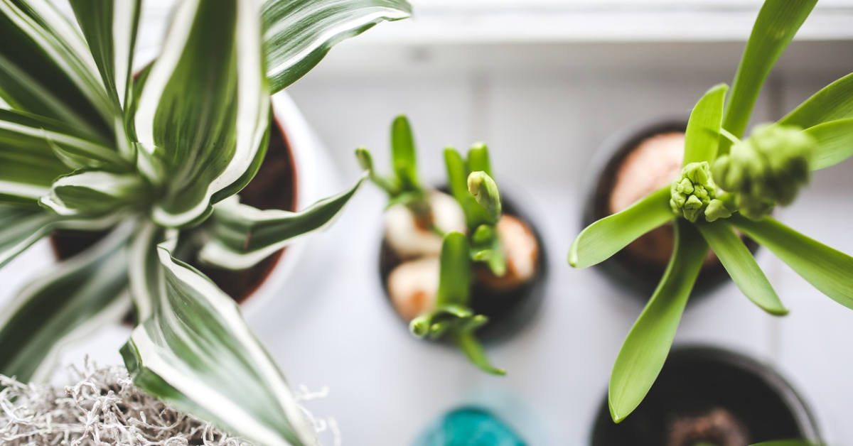 A variety of plants