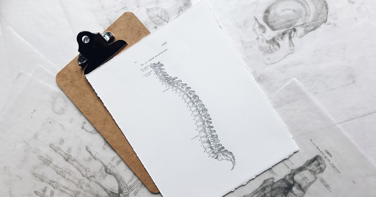 A drawing of a human spinal cord