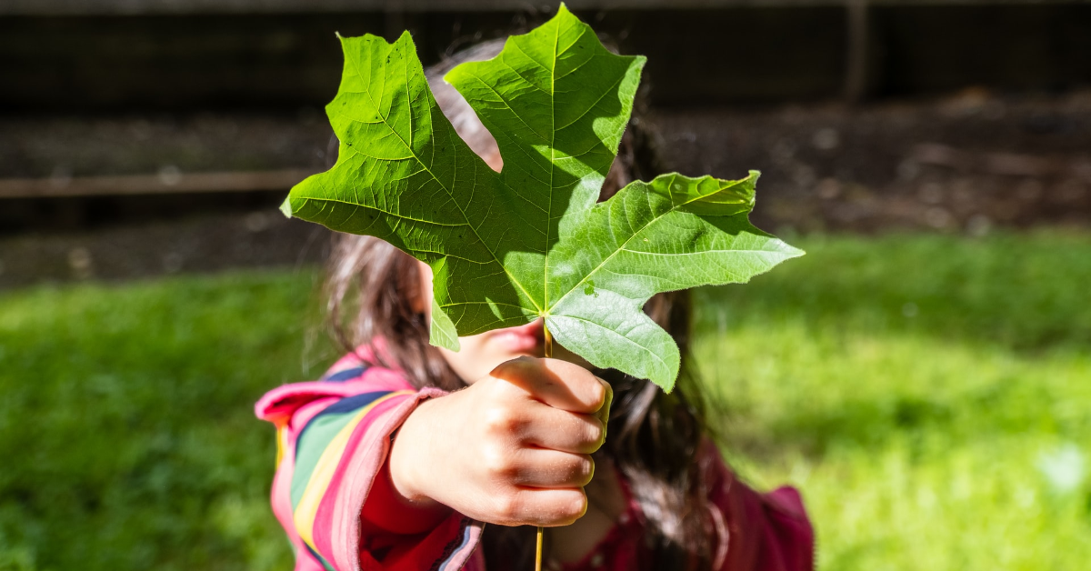 A kid holding a maple leaf