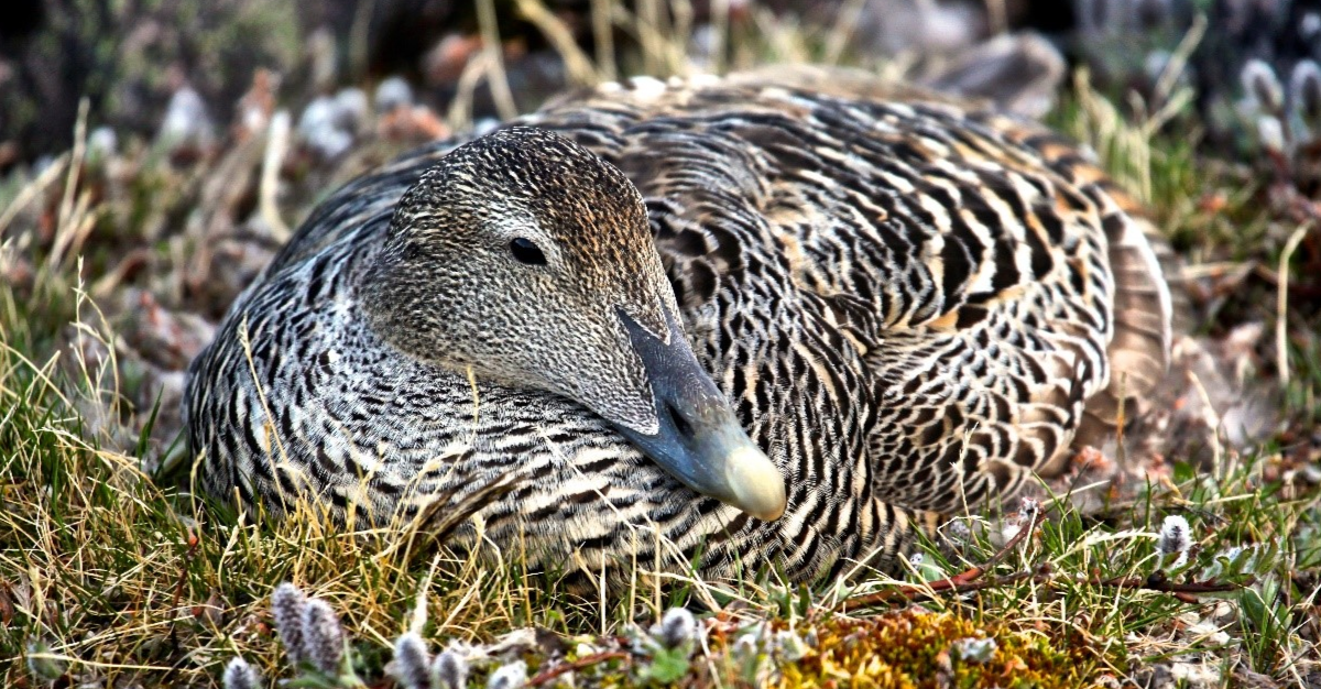 Nesting common eider
