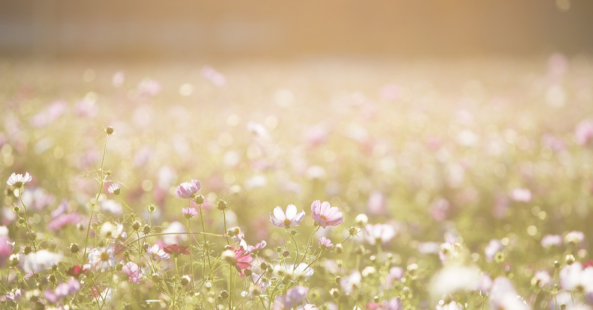 Field of native flowers.