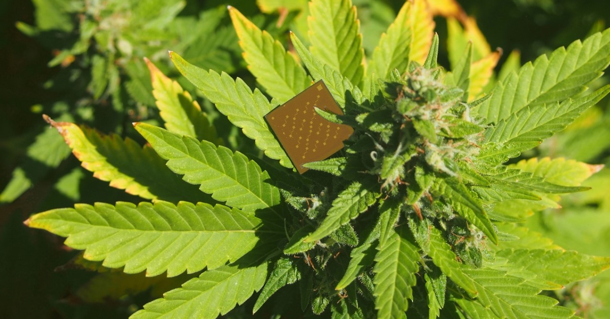 A cannabis plant with a device that can measure the ratio of THC and CBD