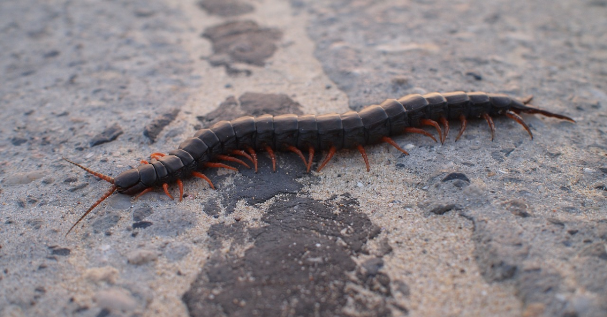 Photographs for the transition from swimming to walking in centipede