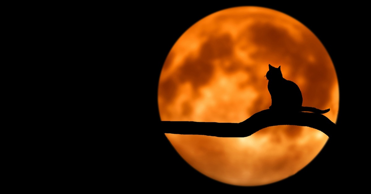 A cat in front of a Full Moon.