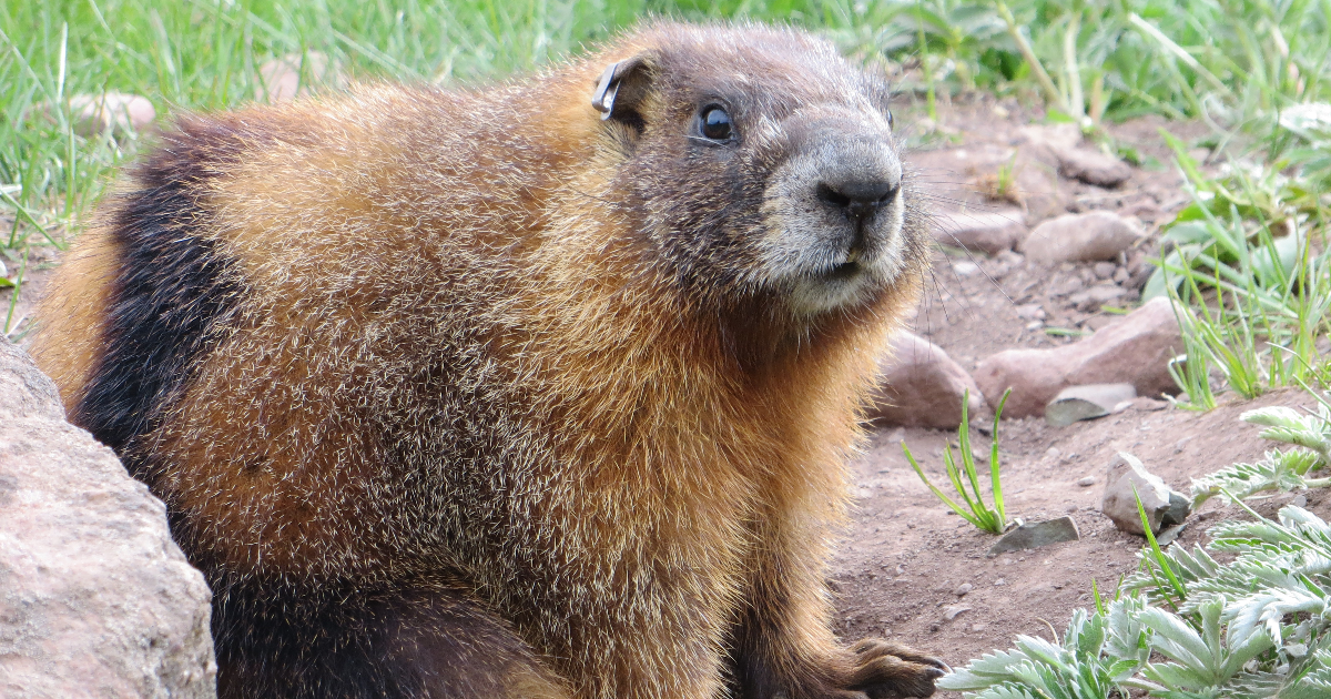 Yellow-bellied marmot female