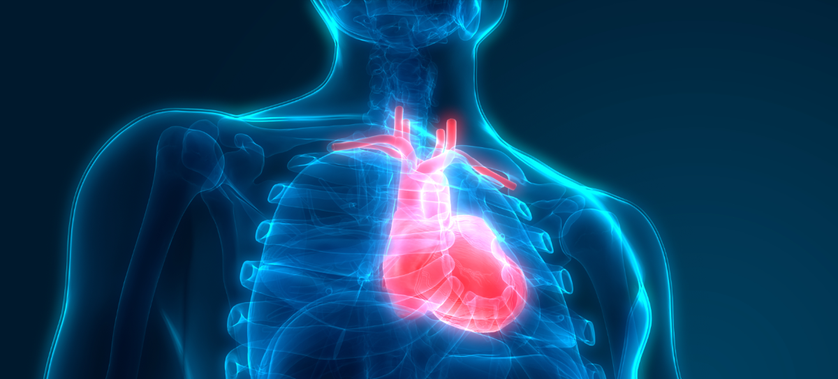 Illustration of the human heart inside a body