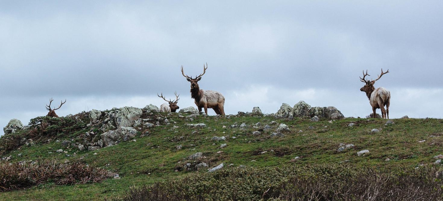 Herd of caribou