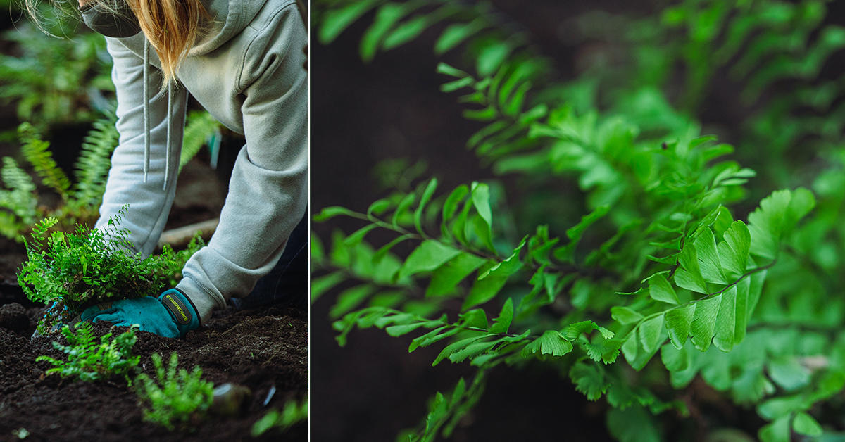 collage of blonde woman planting fern and close-up of the leaves of fern
