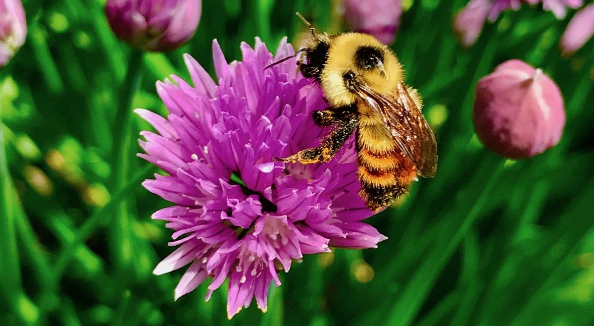 Bumblebee
